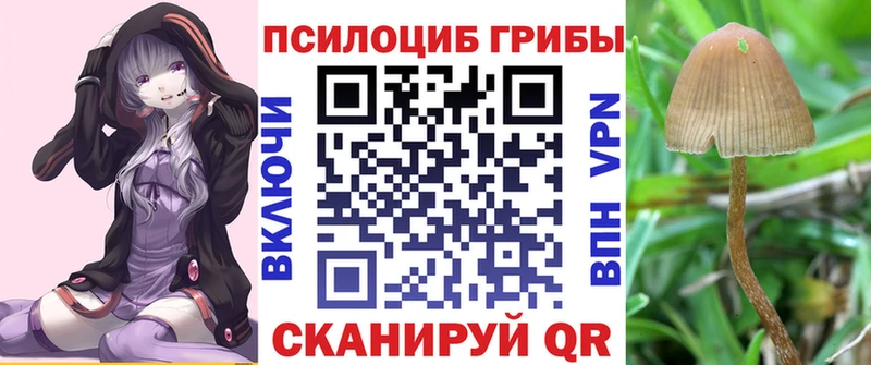 Псилоцибиновые грибы Cubensis  Ельня 